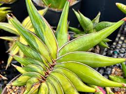 Image result for Vangueria randii