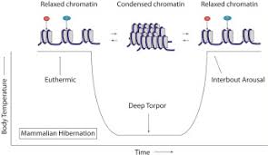 In this open chromatin conformation, called euchromatin. The Role Of Global Histone Post Translational Modifications During Mammalian Hibernation Sciencedirect