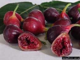 Image result for Cryptocarya transvaalensis