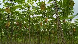Ubi kayu dapat di tanam di semua wilayah indonesia, baik dataran tinggi ataupun dataran rendah. Beras Menipis Maluku Utara Cari Lahan Tanam Singkong Dan Pisang Agrifood Id
