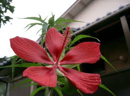 'sunshine' is part of the 'spotlight' series, which are characterised by their single flowers held on tall, sturdy stems. Hibiscus Coccineus Wikipedia