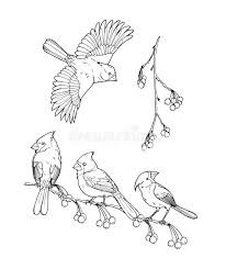 Foto über vogel gouldian finke, erythrura gouldiae oder chloebia gouldiae. Nordkardinal Ein Vogel Der Familie Der Finke Vektor Abbildung Illustration Von Schnabel Schwarzes 129677050