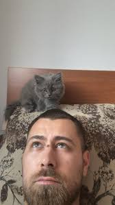 What breed is this cat? British or scottish straight long hair? :  r/scottishfold