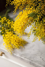 Image result for Mimosa