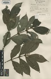 Image result for Lasianthus