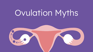Image result for Ovulation