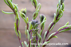 Image result for Aeollanthus subacaulis