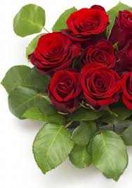 Check spelling or type a new query. Rose Flowers Free Stock Photos Download 11 612 Free Stock Photos For Commercial Use Format Hd High Resolution Jpg Images