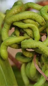 Image result for Acacia mangium