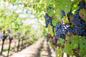 Maybe you would like to learn more about one of these? La Vite E Le Varieta D Uva Viridea