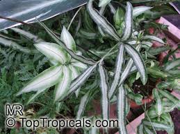 Image result for Pteris cretica