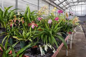 Founded by award winning carpenter doug leman who has been in the construction business since 1981, orchid island roofing specializes in roofing of all types including tile, shake shingles, asphalt shingles, and all styles of metal roofs. Orchid Care Sheets Smithsonian Gardens