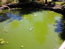 Typically people will struggle with it. Large Pond Algae Control Hydrosphere Water Gardens