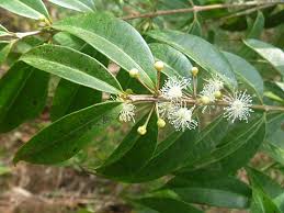 Image result for Eugenia malangensis