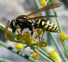 Mice Wasp Hornet Spray On Snakes