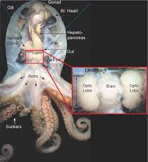 Octopus Brain