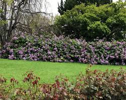 Image result for Bartlettina