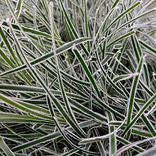 Image result for Ficinia