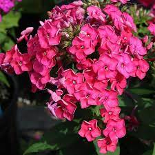 Phlox Paniculata Ka Pow Pink Flower Fertilizer Summer Plants Plant Growth