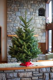 Each tree is carefully decorated in a theme that highlights christmas traditions. Live Tabletop Christmas Tree App Evergreens