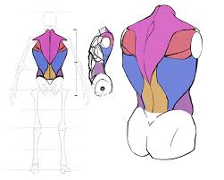 I'll touch on some basics and then we'll draw a simple muscular figure and a complex. Vlg5qmlnyachvm