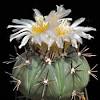 Nichol turk head cactus can be abbreviated as nthc. Https Encrypted Tbn0 Gstatic Com Images Q Tbn And9gctf0atjpjkhsrktip3m9uw0e3weup8wbejh L8psq Fj6wlsq1w Usqp Cau