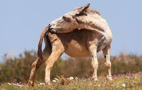 What S Causing My Itchy Anus 8 Reasons For Itchy Butt And Rash