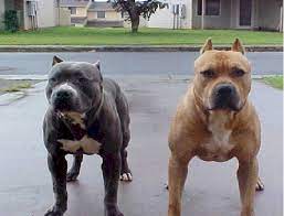 Pitbull Most Aggressive Dog Breeds