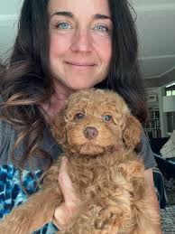 Frankie x George, Petite Mini Goldendoodles, Ready 9/28/24