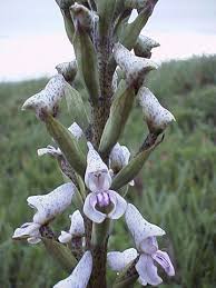 Image result for Disa aconitoides