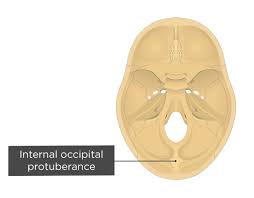 Start studying anatomy skull labels. Occipital Bone Anatomy