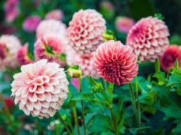 Choose from common and unique names from. Flower Baby Names For Girls Interflora