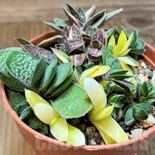 Image result for Orbea maculata