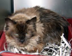 It forms the border between new york's long island and connecticut. Ragdoll Cat Rescue Ragdoll Cats For Adoption Long Island Ny