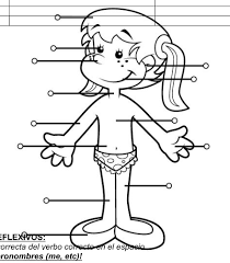 Everybody part in spanish will therefore be preceded by either el or la (or los or las if referring to the plural case). Spanish Body Parts Diagram Quizlet
