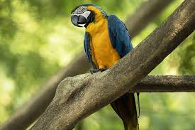 Not all optional features available on all trims. Juliet The Last Wild Macaw In Rio Is Lonely And Looking For Her Romeo Los Angeles Times