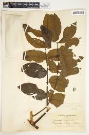 Image result for Helichrysum longiramum