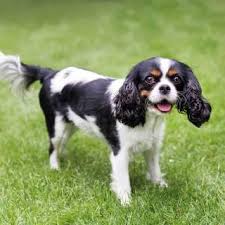 Cavalier King Charles Spaniel Information Pictures More