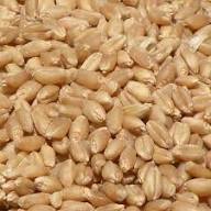 Sakshi Farms Brown Wheat Seeds, HD 3086 Wheat Seeds for Sowing, Farming & Agriculture (Kheti), Pure HD 3086 Wheat Seeds Gehu Ka Bheej | 10 KG Seed Price in India - Buy