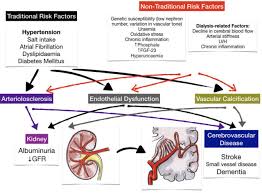 Early renal success refers to renal dysfunction, principally an acute azotemia, that is due to prerenal causes. Disentangling The Multiple Links Between Renal Dysfunction And Cerebrovascular Disease Journal Of Neurology Neurosurgery Psychiatry