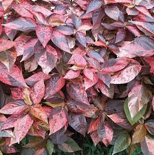 Image result for Acalypha paucifolia