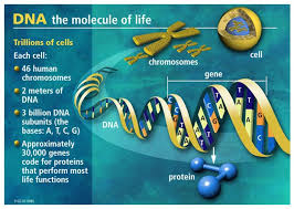 Starchild Skull Dna Latest Human Genome Dna Human Dna