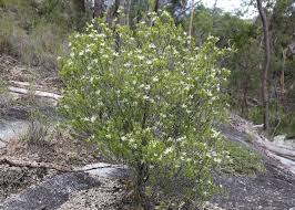 Image result for Picrodendraceae