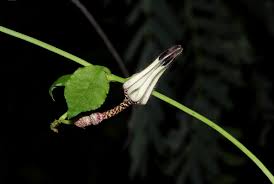 Image result for Ceropegia nilotica