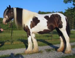 That's the long hair which covers its hooves. Gypsy Horse Wikipedia