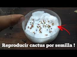 Para saber si las semillas son viables, es decir, si tienen posibilidad de germinar, la manera más rápida es haciéndolo de la siguiente manera: Como Germinar Semillas En Algodon