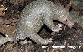 Pin On Wildlife Of Palawan