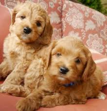 We did not find results for: We Adopted The Bio Sensor Method For Our Labradoodle Puppies Valley Vineyard Labradoodles