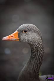 Grey Bird With Orange Wings Grey Goose By Mike Twoz Orange Grey Shades Of Orange Grey