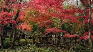 Crabapple trees are remarkably hardy trees that don't require much pruning to flourish. Pseudomonas Tip Blight Japanese Maple